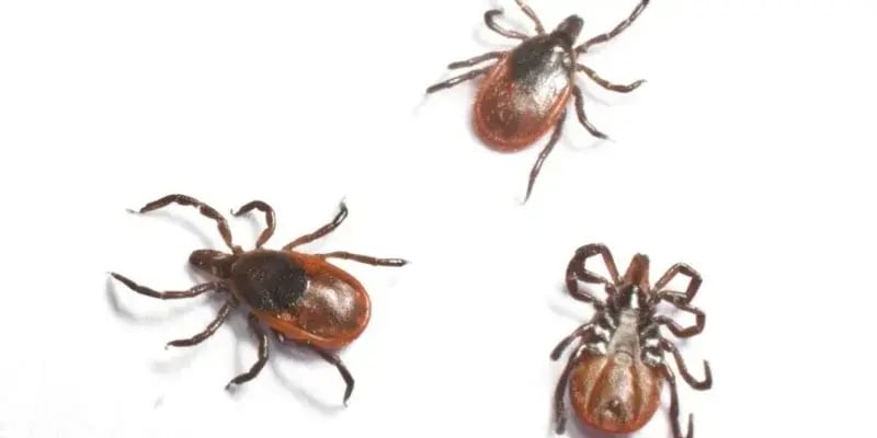 Ticks