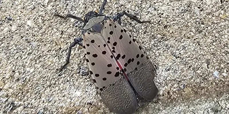 Spotted Lantern Fly