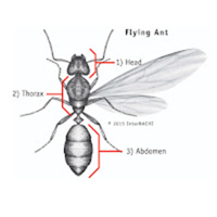 details of flying ant