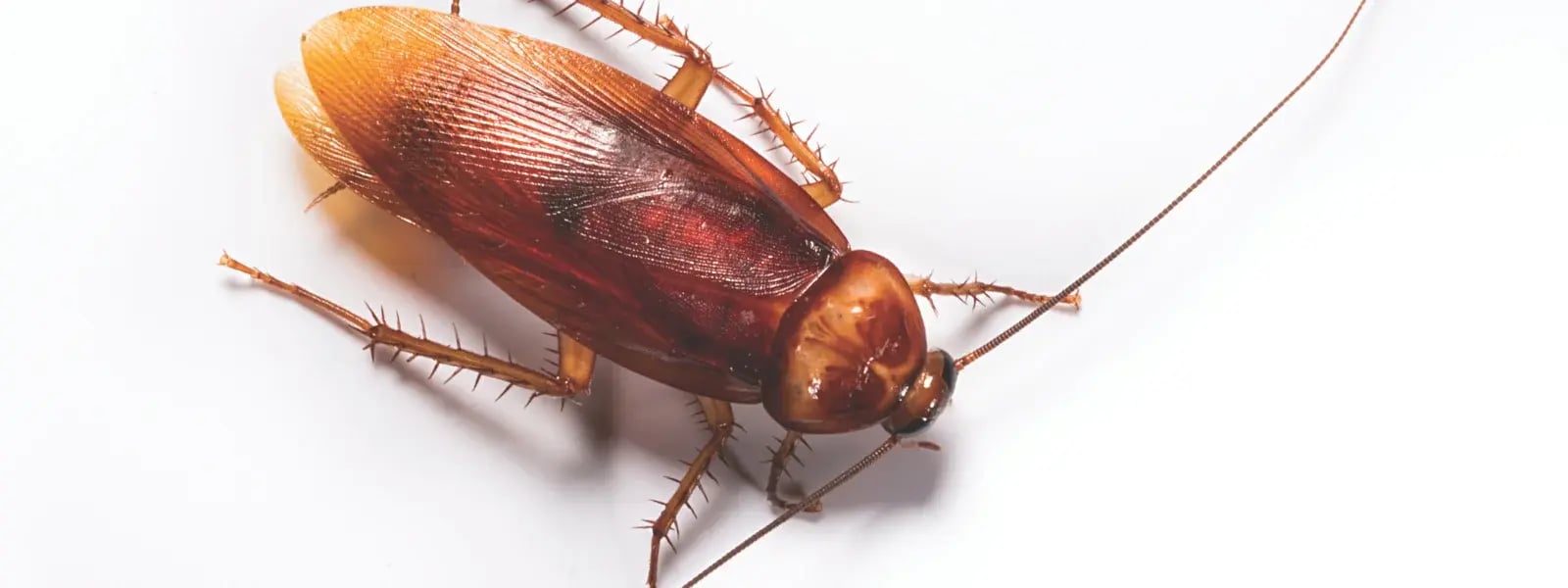 American Cockroach