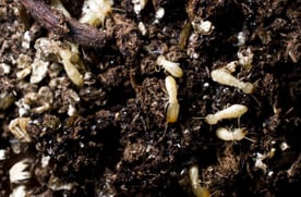 soldier termites in the dirt