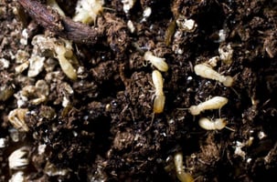 eastern subterranean termites control 