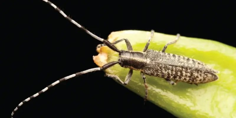 Longhorn Beetle