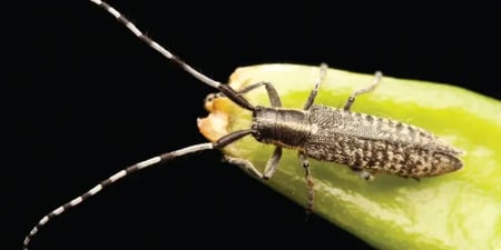 house fly pest control service