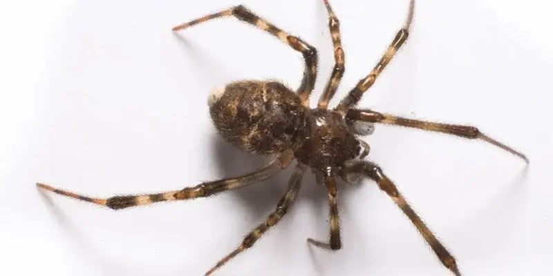 House Spider