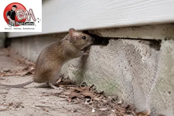 Mouse inspecting a gap along a home's foundation while looking for a way inside