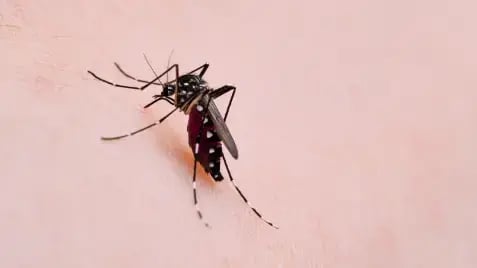 Asian tiger mosquito