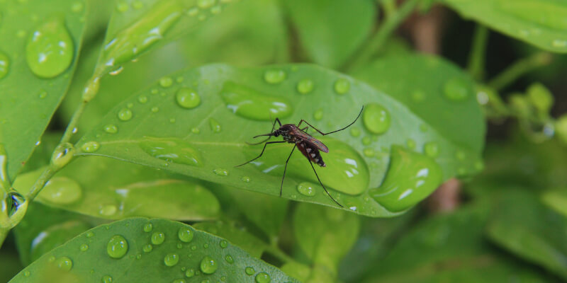 a mosquito on a wet leaf