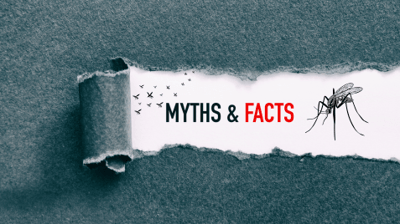 Busting Mosquito Myths on Long Island, NY
