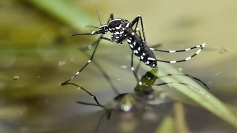 Asian tiger mosquito