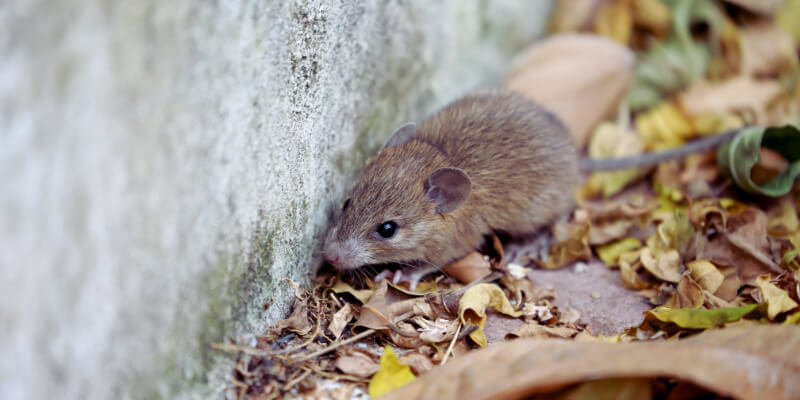 mouse outside a property mouse outside a property