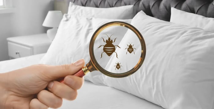 EM Pest Control's Bed Bug Management in Long Island and Queens, NY