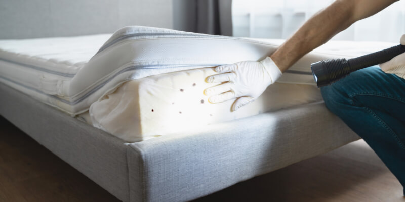 Bed Bug Inspection
