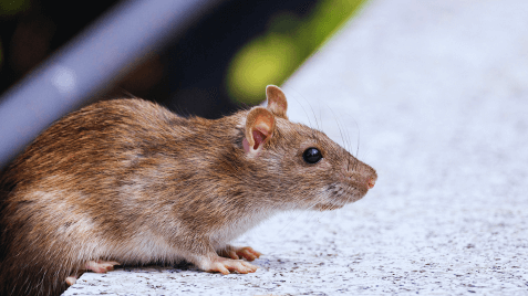 Norway Rat