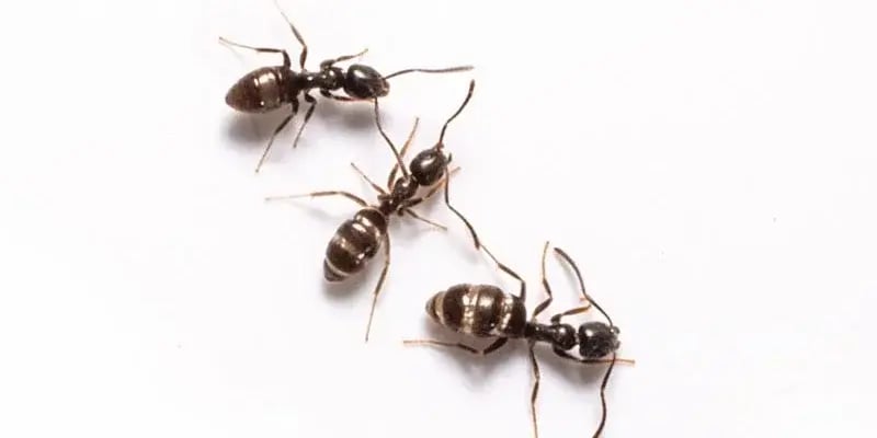 Odorous Ants