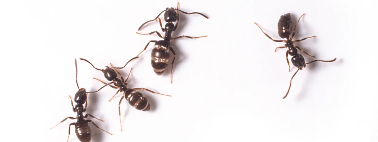 Odorous Ants