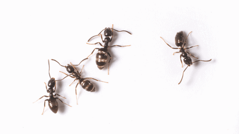 Odorous Ants
