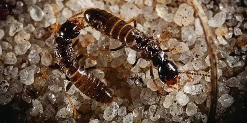 Termite Swarmers