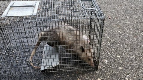 opossum wildlife removal