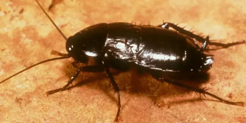 Oriental Cockroach