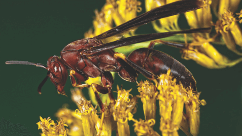 paper wasp