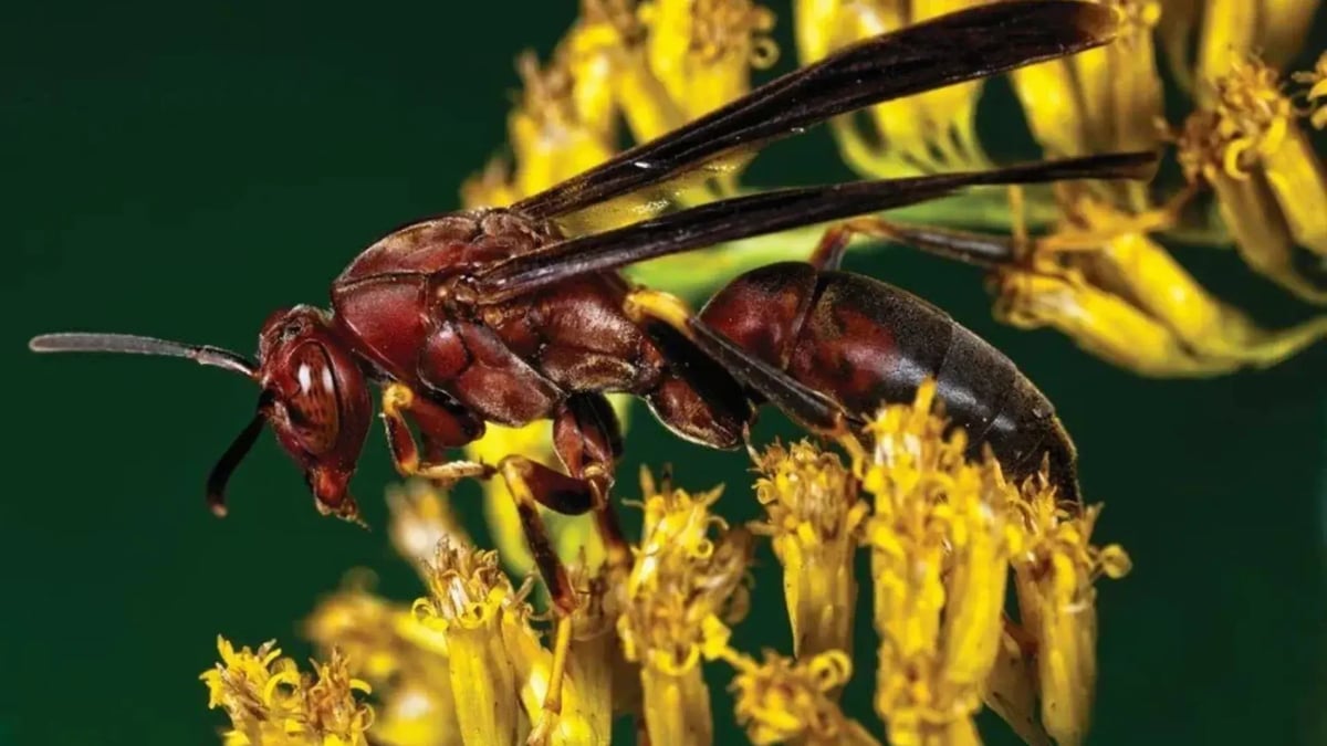 paper wasp