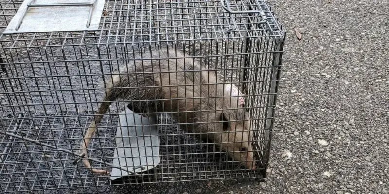 Opossum caught at a retail store 