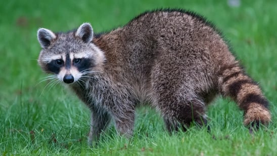 raccoon on grass