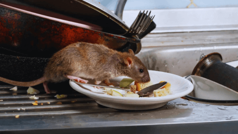 Norway Rat