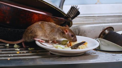 rat in the kitchen
