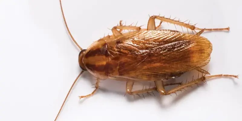 German Roach