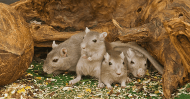 Rodent Control in Uniondale, NY | EM Pest Control