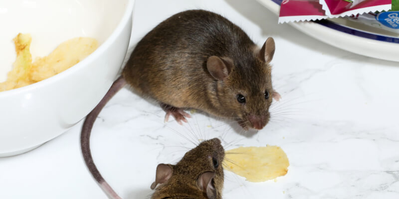 House Mouse