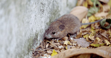 Rodent Control in Uniondale, NY | EM Pest Control