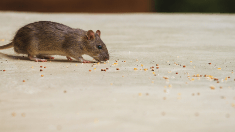 rodent control services