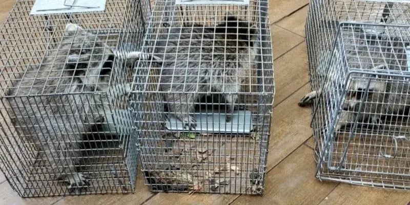 Raccoons caught at a restaurant