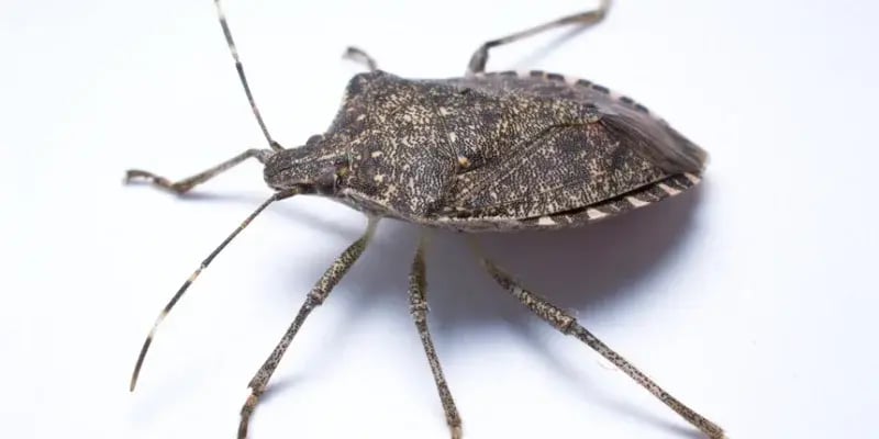 Stink Bug