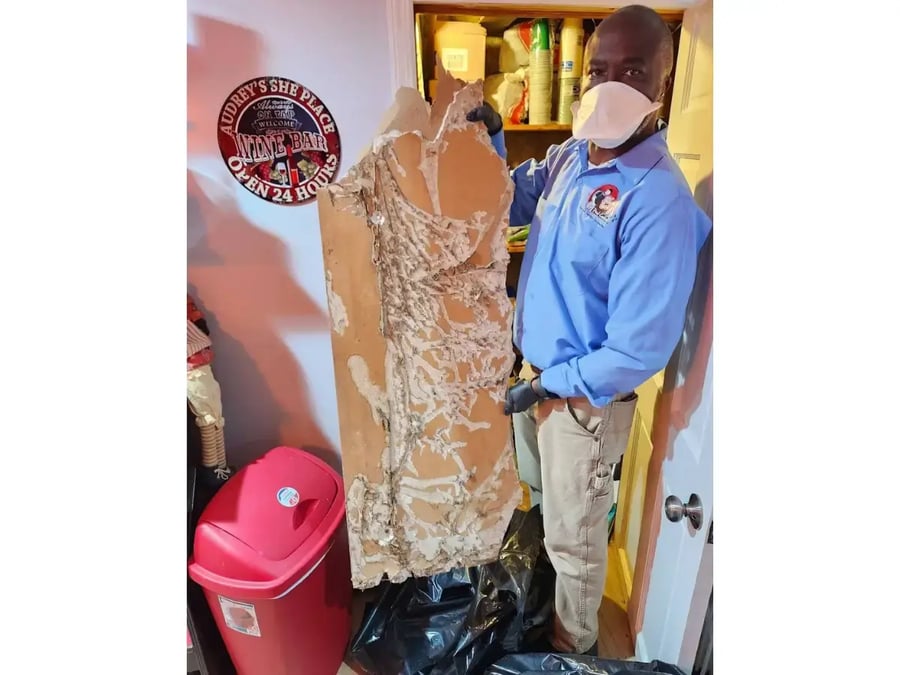 Active termite damage uncovered behind an interior wall