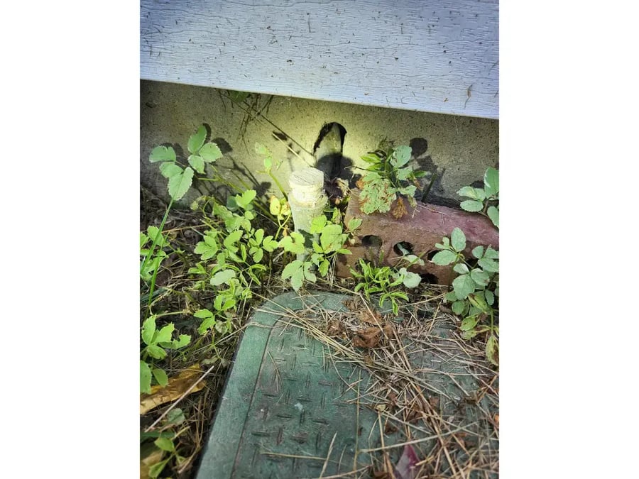 Termite-damaged structural wood framing