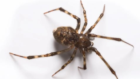 spider pest control service spider pest control service