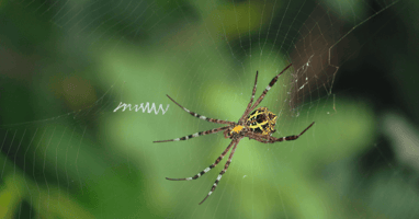 Orb-Weaver Spider