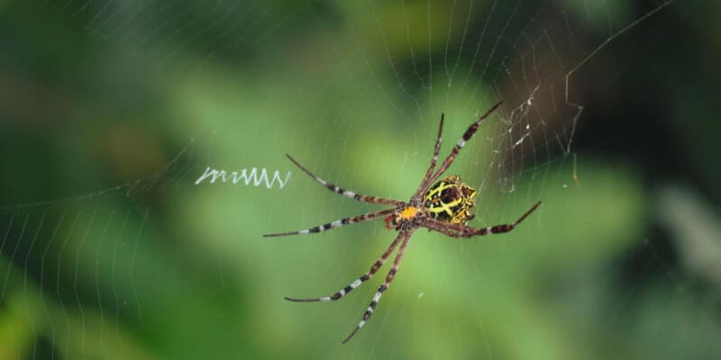 Orb-Weaver Spider