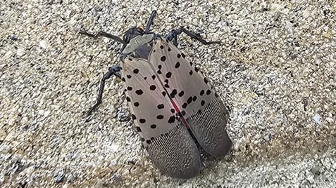 spotted lantern fly pest control spotted lantern fly pest control