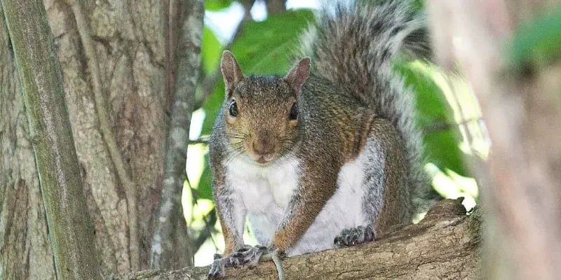 Squirrel sitting on tree