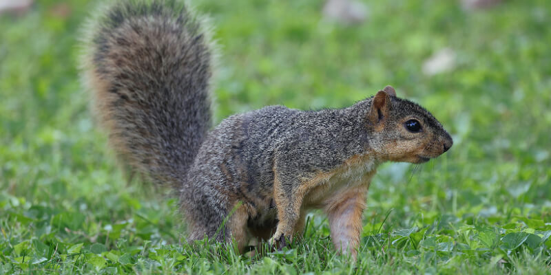 squirrel