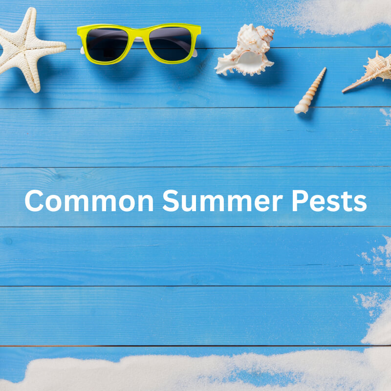 Common Summer Pests on Long Island, NY