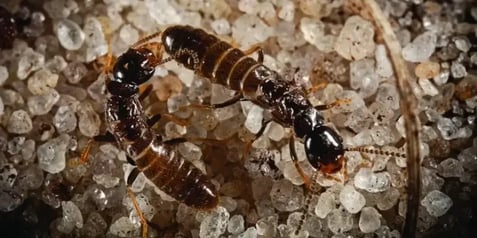 termite swarmers