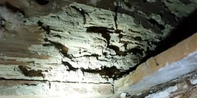 Termite Damage