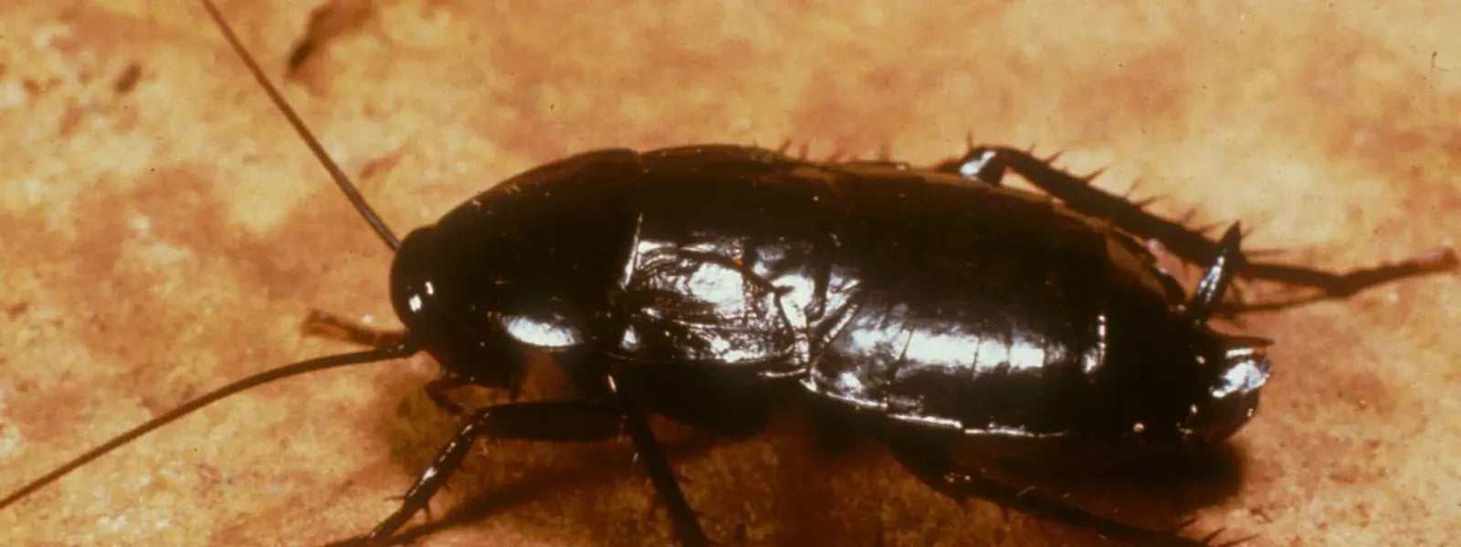 Oriental Cockroach