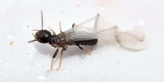 Eastern Termite Swarmer in Long Island, NY